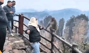 Tourist Caught Punching Monkey at Popular Mountain Spot Tourist battles aggressive monkey at China's Zhangjiajie Park, throwing punches to protect his bag in a wild standoff caught on video. A must-watch clash with nature!