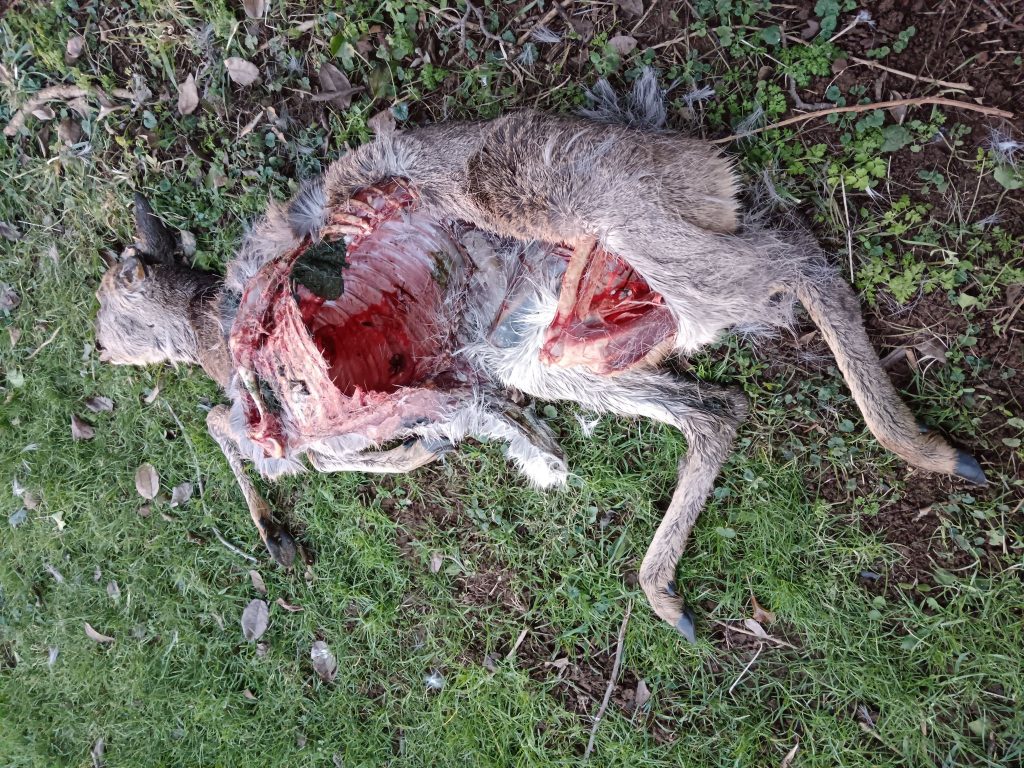 Big Cat Alert After Farmer Discovers Dead Deer 3 Farmer finds deer’s remains in Wiltshire, sparking fears of a big cat on the loose. Experts say the clean kill matches signs of a predator. Could a panther be nearby?