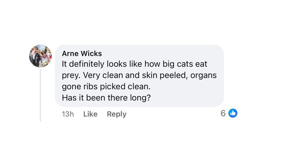 Big Cat Alert After Farmer Discovers Dead Deer 4 Farmer finds deer’s remains in Wiltshire, sparking fears of a big cat on the loose. Experts say the clean kill matches signs of a predator. Could a panther be nearby?