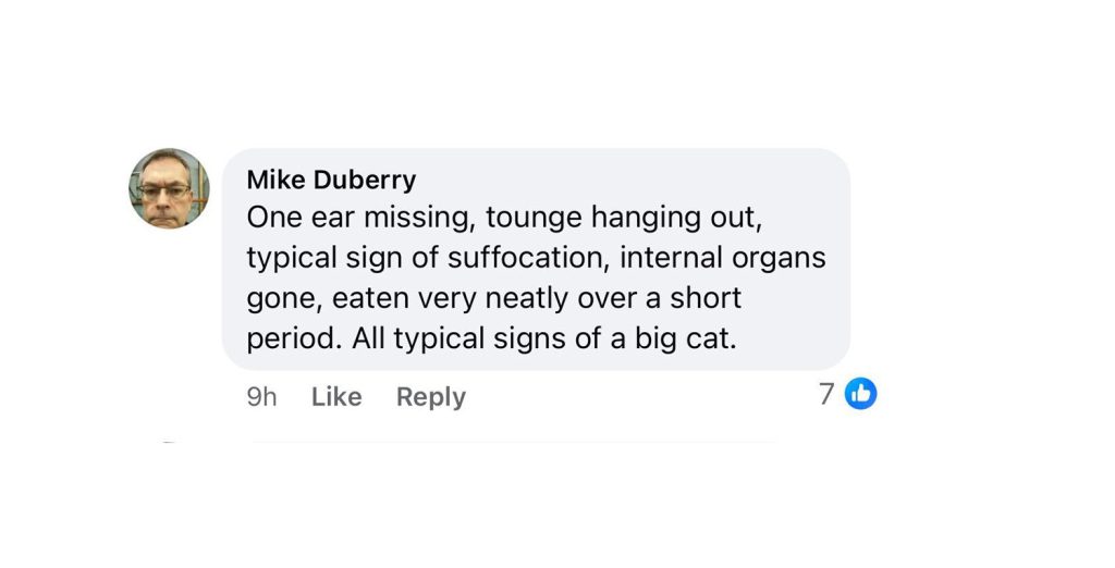 Big Cat Alert After Farmer Discovers Dead Deer 5 Farmer finds deer’s remains in Wiltshire, sparking fears of a big cat on the loose. Experts say the clean kill matches signs of a predator. Could a panther be nearby?
