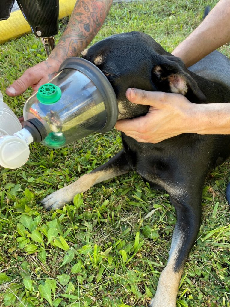 Firefighters Rescue Four Cats and a Dog Using Tiny Oxygen Masks 5 Hero firefighters in Florida saved 4 cats and a dog from a house fire using pet oxygen masks, proving lifesaving tools aren't just for humans. Read the full story!