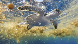 Scientists solve the mystery of sea turtles’ ‘lost years’ urlhttps3A2F2Fassets.apnews.com2F302Fbd2Fa4f8e558955b986ad74a33e91a632F5c5506543faf45a2bb1a