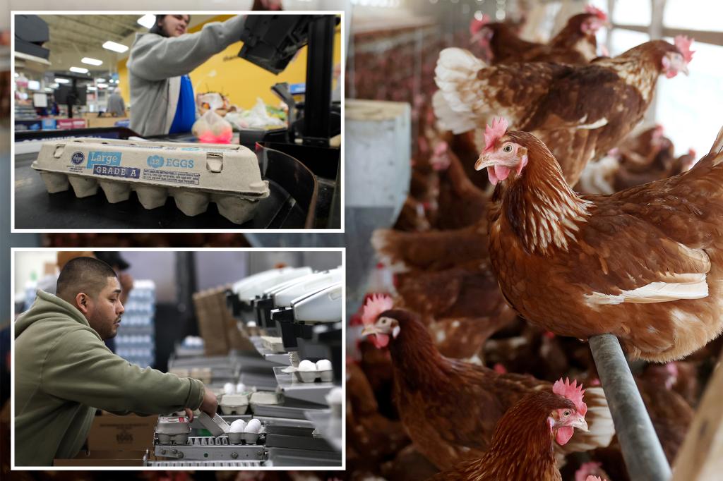 Egg producers accused of raising prices to profit on bird-flu mania 1 2025 petaluma california egg prices 99574059