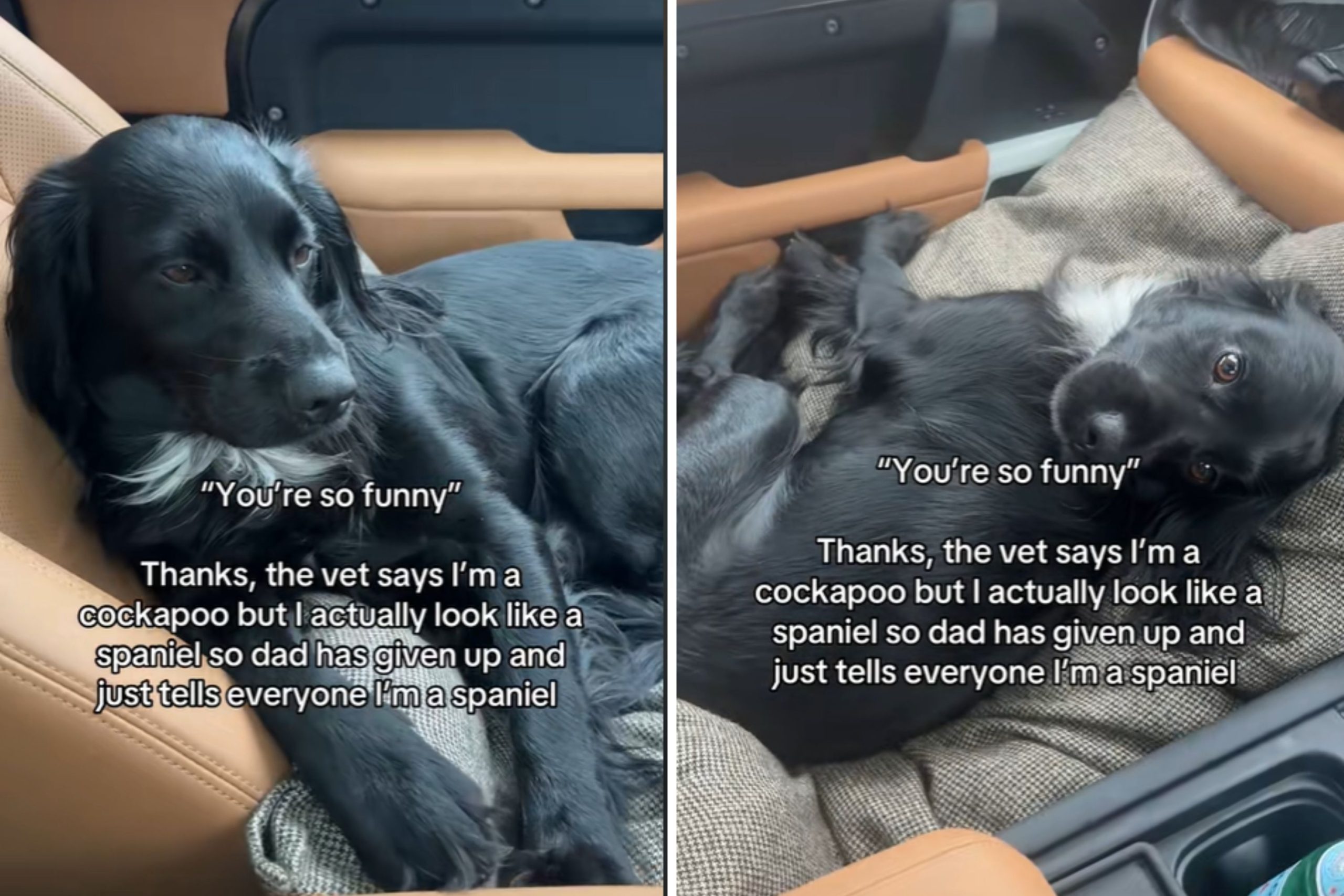 Vet Reveals Dog's True Breed, But Owner Still Tells People He's a Spaniel 1 owners cockapoo looks like spaniel scaled