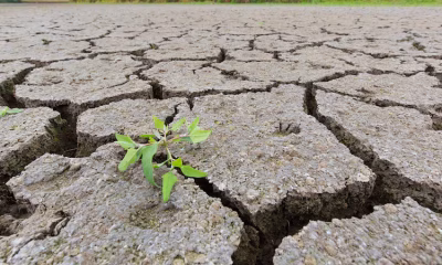 Global Warming Increases Cancer Risk for MENA Women