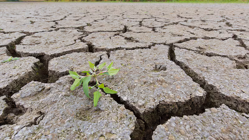 Global Warming Increases Cancer Risk for MENA Women